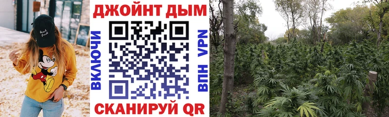 Купить закладки Дорогобуж Канабис конопля